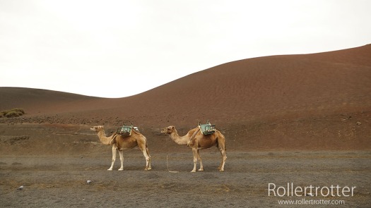 Camellos ParqueTimanfaya